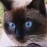 Luis's profile picture