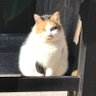 しつしつ(ASD+ADHDアカ)'s profile picture