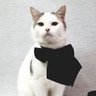 Profilbild von le Chat