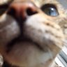 かまくら's profile picture