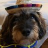 Dog on a Learjet 的头像