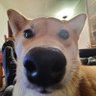 Scarlett Doge 的头像