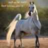 Фото профиля سماء ...المتوكله على خالقها.