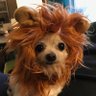 Lion Dog 的头像
