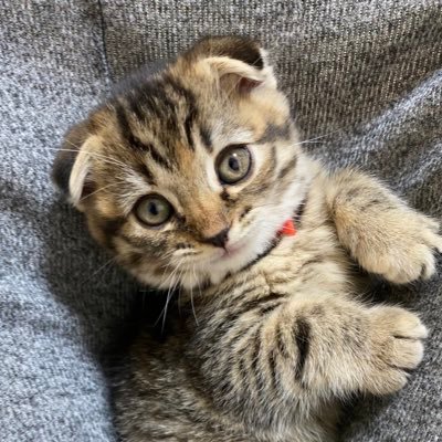 まつたけ's profile picture