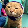 Фото профиля ทีแรกมีหมีอยู่ดีๆก็มีแมว