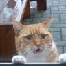 Profilbild von NBT