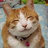 野良猫岡山🎴🎌🎴's profile picture