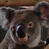 CreakingGum 🍉🐨🌳's profile picture