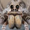 Фото профиля Arachnapocalypse 🕷