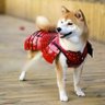 🌤️ beagle.bsky.social 🌱 profil fotoğrafı