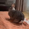 zero/ゼロ うさぎ使い profil fotoğrafı