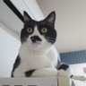 みっくん😺's profile picture