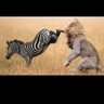 Фото профиля Zebra Kick
