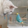 Profilbild von 猫とインコとㄘュ-ʓㄘュ-ʓㄘャオㄘュ-ʓ~♪