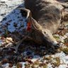 Profilbild von huntingdad37