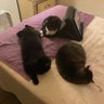 Three Cats❤️ and a Hoosier Mom. circa 1976🇺🇸's profile picture
