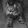 Profilbild von Hillybilly