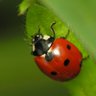 Ladybug 🌺's profile picture