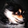 TheDreadPirateDoge's profile picture