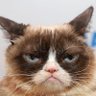 GrumpsterGato's profile picture