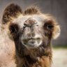 Elchameau profil fotoğrafı