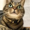 Profilbild von nekomo
