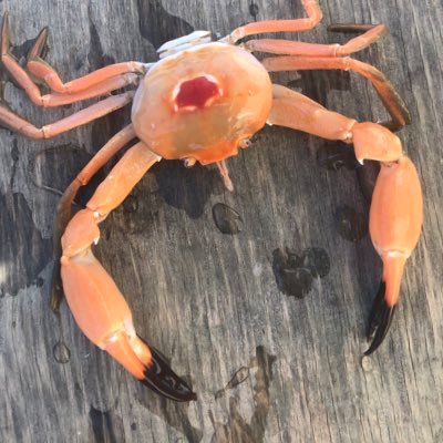 shinkai_ryoushi's profile picture