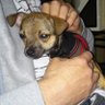 Фото профиля Tobysmypup