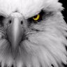 م/ صالح الفقيه profil fotoğrafı