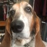 Фото профиля HokieBasset 🇺🇸🇮🇱 🍊