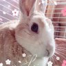 Profilbild von みにうさ