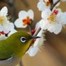 peachikparchik いのうえ しょうた! profil fotoğrafı