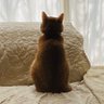 Фото профиля 窓際のトロちゃん😺