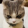 オバＱ's profile picture