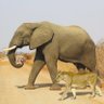 Profilbild von Elephant