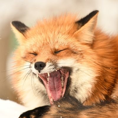 コンコン日和🦊🐺's profile picture