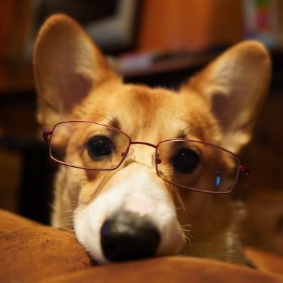 コーギーのプッチーニ(日本一周中)'s profile picture