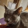YossarianLives's profile picture