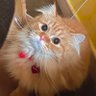 Zaineb Al-Dulaibi's profile picture