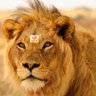 WhoAmI profil fotoğrafı