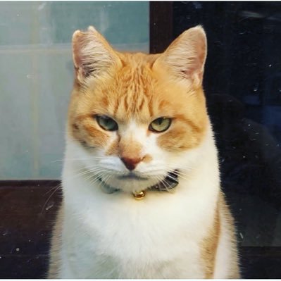 元野良猫チャチャとRme 🐈✨'s profile picture