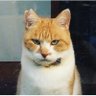 Profilbild von 元野良猫チャチャとRme 🐈✨