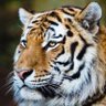 Фото профиля Ebu Mansur
