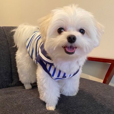 くぅちゃん's profile picture