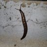 Slug v2.6 的头像