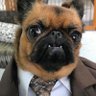 Profilbild von My Dog Is Fat (Fat Dog Acceptance Movement)
