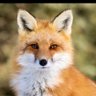 SHIMON's profile picture
