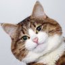 Maverick's profile picture