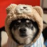 🐾まぁクン🐾's profile picture